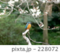 さくらとかわせみ