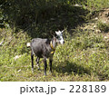 こやぎ