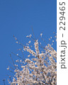 素材ナンバー 229465 : 「青空と桜」
