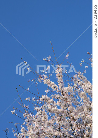 青空と桜 青空と桜
