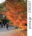 宇治の紅葉