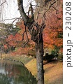 宇治の紅葉