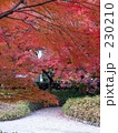 宇治の紅葉