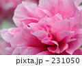 牡丹
