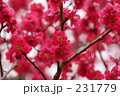 梅