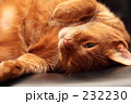 ねこ_004
