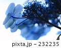 あじさい_006