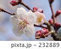 素材ナンバー 232889 : 「白梅」