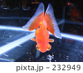 蝶の尾びれを持つ金魚「蝶尾（チョウビ）」