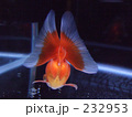 蝶の尾びれを持つ金魚「蝶尾（チョウビ）」の裏側