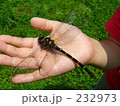 オニヤンマ