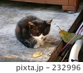 子猫