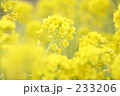 菜の花