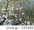 桜・花いかだ