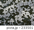 桜・花いかだ