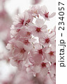 桜Ⅳ