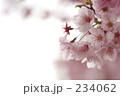 桜Ⅲ