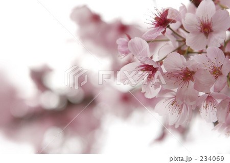 桜Ⅱ
