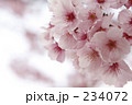 桜Ⅰ