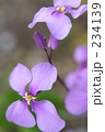 ダイコンの花 花大根 諸葛菜（ショカッサイ）