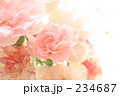 カーネーション２