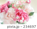 カーネーション８