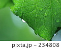 脈