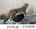 ユキヒョウ全身像