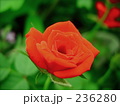 真っ赤な薔薇