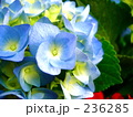 紫陽花　あじさい