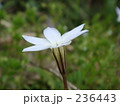 みちばたに咲く