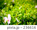 さくらの花びら
