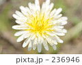 236946