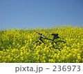 菜の花と自転車