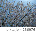 桜の木