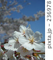 桜の花