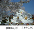 桜の花