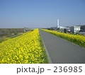 菜の花とサイクリングロード