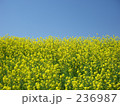 菜の花と青空