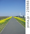 菜の花とサイクリングロード