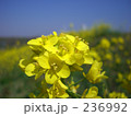 菜の花