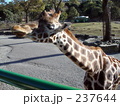 首を伸ばすキリン