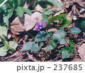 すみれ01