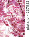 枝垂桜 Ⅲ