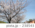 素材ナンバー 238543 : 「桜」