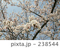 素材ナンバー 238544 : 「桜」