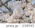 素材ナンバー 238545 : 「桜」