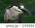 ゴイサギ