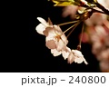 夜桜