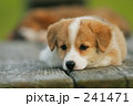 241471